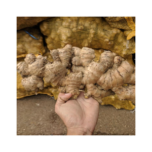 Gingembre frais de qualité avec une texture ferme et un arôme épicé naturel longue durée de conservation offert dans un emballage personnalisé pour les entreprises d'exportation - Product Image 6