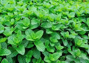 Hojas de menta secas baratas de Vietnam - Product Image 4