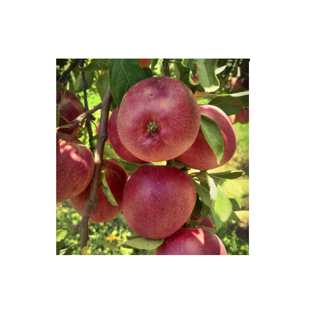 Royal Gala Organic Apples Fresh and Crisp for Retail Chains and Export Markets Economically Priced