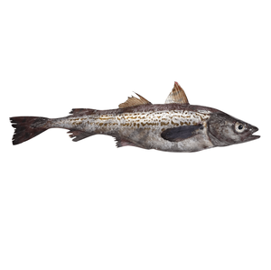 Pescado Entero Congelado, Abadejo Silvestre de Alaska - Product Image 2