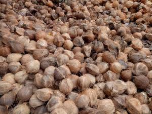 La noix de coco Mature bon marché est un matériau naturel dans l'industrie alimentaire pour créer des produits du Vietnam - Product Image 3