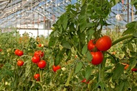 Serre horticultureuse hollandaise à simple travée de grande taille pour tomates, en PE, avec contrôle climatique automatisé et technologie hydroponique, pour usage commercial en Europe