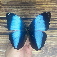 Especímenes de Mariposas Naturales de Alta Fidelidad al por Mayor, Grado de Investigación para Dueños de Mascotas - Product Image 4