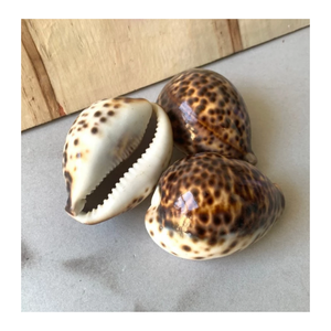 Carcasa de cauri natural para diseños artesanales y accesorios de concha por el exportador de Vietnam 99 Gold Data Cowrie Shell - Product Image 1