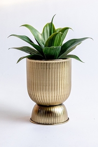 Jardinière en acier doux or brillant suspendu à l'allure antique de marque pour la décoration intérieure et à des fins de jardinage intérieur de Manufa indien - Product Image 3