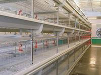 Nouvel équipement automatique pour cages à poules pondeuses, système d'élevage avicole en cages en batterie de type H, facile à utiliser, solution agricole complète