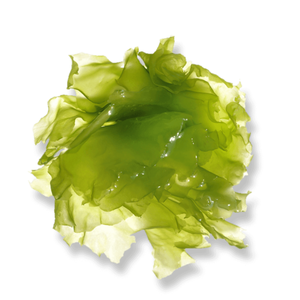 Algas marinas secas orgánicas (Ulva Lactuca) para alimentación animal/Sra. Jessi - Product Image 3