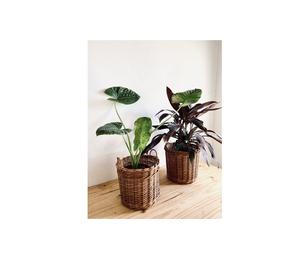 Elegant Rattan and Iron Planter <b>Pot</b> Display Rack for Home Indoor and Outdoor Use Floor Usage <b>Plant</b> <b>Stand</b> for Planting - Product Image 6