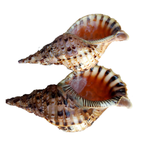 Vente en gros de coquilles de trompette océanique-Superbe conception en spirale, nettoyée et prête à l'exportation par 99 Gold Data - Product Image 1