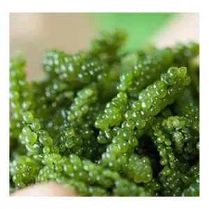 Organik taze deniz üzüm Viet Nam/ Coccoloba Uvifera/taze deniz yosunu sağlıklı gıda.