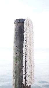 Guirnalda de jazmín artificial para decoración de boda india, cadena Gajra para Halloween, Día de la madre, Año Nuevo, Día de San Valentín, Diwali - Product Image 3