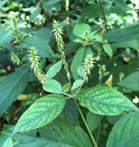 สารสกัดอะปามาร์กา CO2 เกรดอาหาร สารสกัดสมุนไพรในรูปแบบแว็กซ์ บรรจุภัณฑ์กระป๋อง - Product Image 1