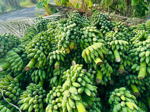 Plátano fresco 100% de alta calidad-Venta barata Banana Cavendish buena venta cultivo orgánico-La mejor venta Banana Premium VN - Product Image 6
