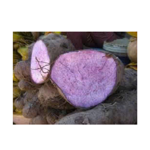 Trozos de ñame congelado con rico color púrpura y sabor dulce, pelados y envasados al vacío, ideales para postres, sopas y horneado - Product Image 1