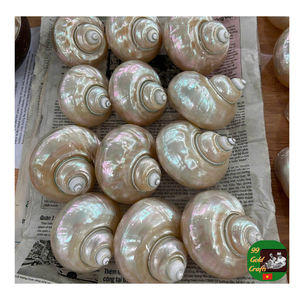 เปลือกหอยเชลล์ตกแต่งแบบเทอร์โบเปลือกหอยเทอร์โบสีเขียว: หอยสังข์ธรรมชาติอันศักดิ์สิทธิ์สำหรับตกแต่งวาสตูเปลือกหอยหอยสังข์ธรรมชาติ - Product Image 4