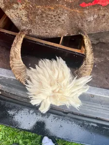 Souvenir authentique léger et écologique de style animal poli en corne de bélier pour une décoration unique pour la maison et le bureau Prix - Product Image 2