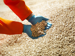 Pellet de madera de precio competitivo de Vietnam - Product Image 6