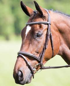 Brida Flash elevada acolchada, venta al por mayor, nueva brida de cuero Snaffle de caballo de alta calidad en negro, cuero Snaffle de caballo de alta calidad - Product Image 2