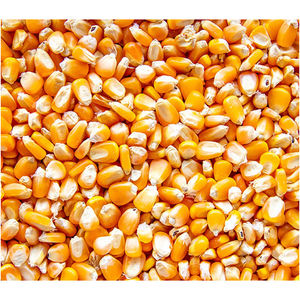 Maíz Blanco No Transgénico de Nueva Cosecha, Semillas Secas de Calidad Alimentaria Ideales para Hornear y Alimentación Animal de Alta Nutrición - Product Image 3