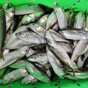ปลาแมคเคอเรลสเปนแช่แข็งปลาซาบะปลาแซลมอนปลาทะเลแบบแช่แข็งปลามันสำหรับย่างเบนโตะ - Product Image 5