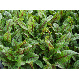 Rumex Sanguineus 100% Naturel Décoratif Savoureux Perpétuel avec Beta-Carotène, Forme de Feuille - Product Image 4