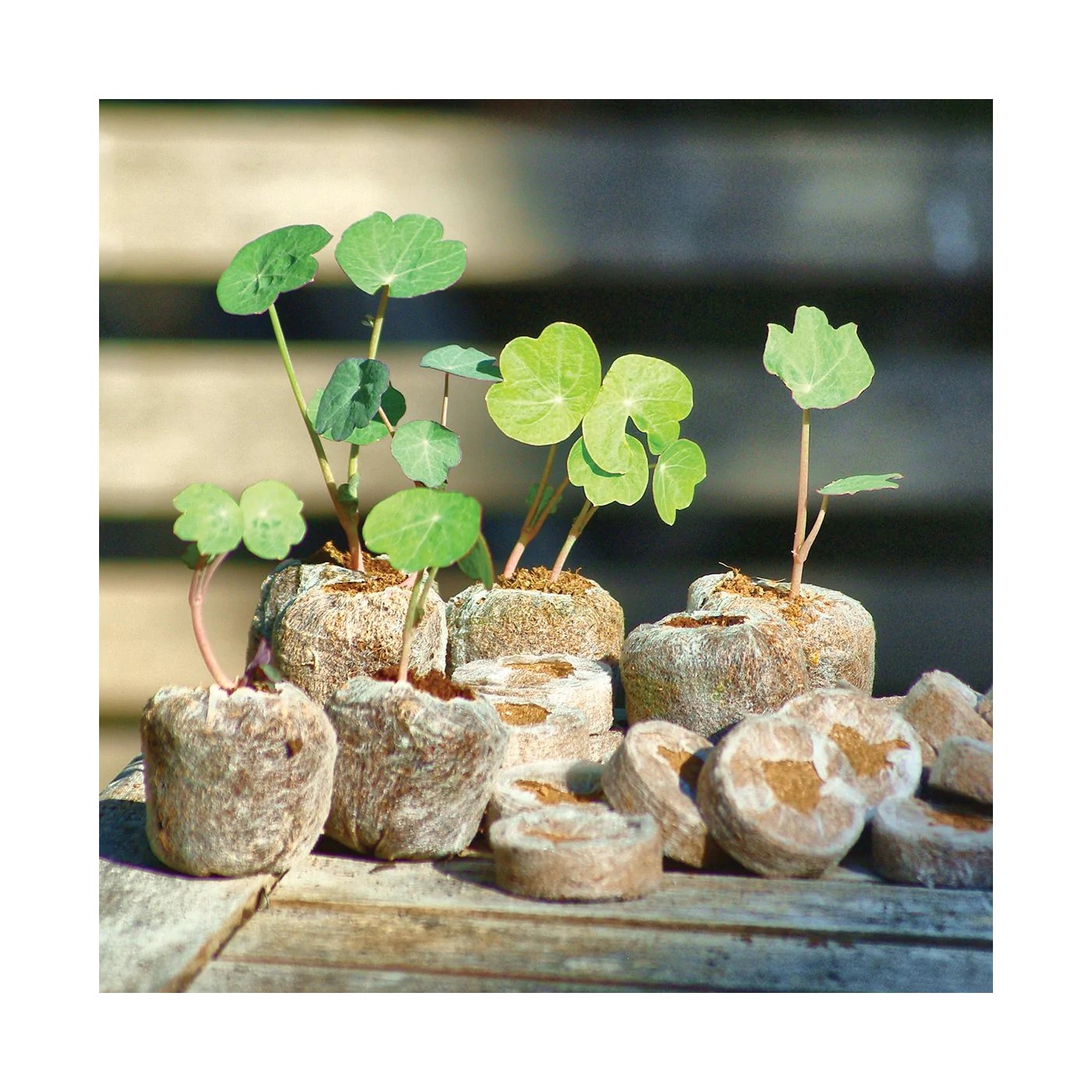 Кокосовые кокосовые гранулы, кокосовый диск, кокосовые торфяные гранулы, заглушки для начинающих семян, хорошее качество, готовы для экспорта из Вьетнама