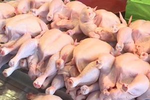 Compre Pollo Congelado Halal de Primera Calidad, Pollo Entero Congelado, Pechuga de Pollo Congelada, Pollo Congelado al por Mayor, Envío a Todo el Mundo - Product Image 1