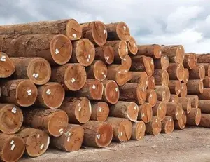 Carvalho/Faia/Spruce Logs, 25 + no diâmetro