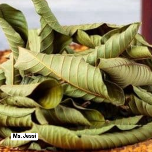 Feuilles de goyave séchées d'origine vietnamienne, tisane pour le soutien de la glycémie - Product Image 5