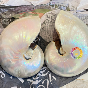 Polished Chambered Marine <b>Shell</b> <b>Ornament</b> for Interior Design Unique Eco-Friendly Craft Modern Theme Exported to Vietnam - Product Image 6