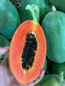 Papaya congelada 100% fruta fresca saludable de Vietnam - Product Image 6