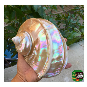 Qualité d'exportation de coquille de conque rouge crue du Vietnam, fournisseur en gros de coquille de conque verte polie, coquille de Turbo polie - Product Image 2