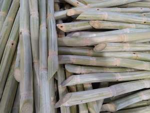 Venta al por mayor de caña de azúcar congelada de alta calidad Vietnam caña de azúcar palo materias primas frescas alimentos para cocinar exportar a todos los países - Product Image 4