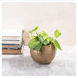 Jardinière moderne en tôle de style avec finition dorée et design unique Jardinière moderne de forme ronde pour le jardin - Product Image 3