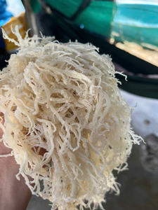 Algues marines séchées de cotonnier pour les acheteurs B2B, algues marines naturelles utilisées dans les additifs alimentaires et le carraghénane - Product Image 3