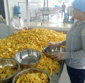 Precio razonable Chips de Jackfruit secas Snacks Crunchy Crispy VF Proceso de secado No GMO Sin azúcar Alta calidad - Product Image 2