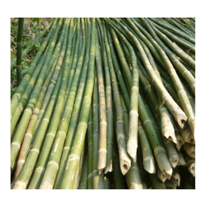 Poste de bambú de fábrica de muchos colores con tamaño personalizado para la Agricultura/en stock Material duradero de alta calidad en Vietnam - Product Image 4