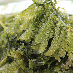 QUALITÉ GARANTIE-RAISINS DE MER DÉSHYDRATÉS/CAVIAR VERT À TEXTURE CROQUANTE - Product Image 3