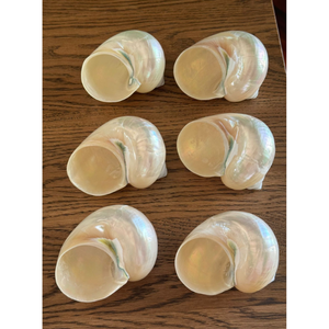 Bon Prix Poli Vert Turbo Shell Artisanat Produit Naturel Turbo Marmoratus Coquillages Turbo Imperialis Haute Qualité - Product Image 3