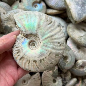 Fossile di Ammonite Iridescente di Alta Qualità, Esemplare Naturale Colorato Arcobaleno di Nautilus, Gemma Unica per Collezione e Regalo - Product Image 3