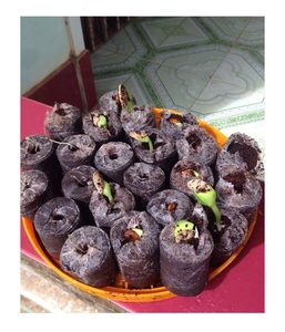 Vietnam Exportation Coco Tourbe Pellet Coir Disque Tourbe Pour La Plantation Cocopeat Pellets Coir Jiffy 99 Gold Data - Product Image 3