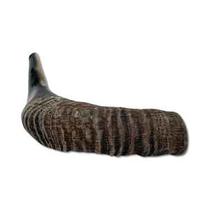 Cuerno/Cuerno de oveja Ram Shofar Horn de faizacraft - Product Image 2
