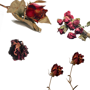 Fleur de rose rouge séchée | Pétales fraîchement emballés pour les thés et les gommages biologiques - Product Image 5