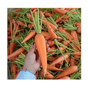 80-150g zanahorias frescas proveedor precio barato - Product Image 6