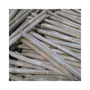 Venta al por mayor de caña de azúcar fresca para el verano beber jugo congelado de caña de azúcar tropical embalaje a granel - Product Image 6