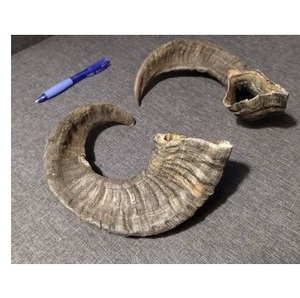 ของตกแต่งบ้านทำมือจากเขาแกะดิบธรรมชาติ เป็นมิตรกับสิ่งแวดล้อม เหมาะสำหรับคนรักไวกิ้งและผู้ชื่นชอบยุคกลาง - Product Image 6