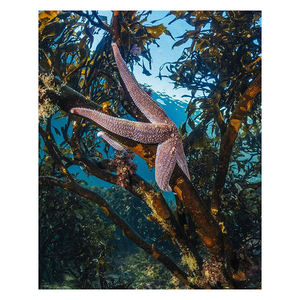 ปูยักษ์ชิลีแช่แข็งในปริมาณมาก พร้อมมาตรฐานการจัดการระดับพรีเมียมและการบรรจุภัณฑ์คุณภาพสูง - Product Image 1