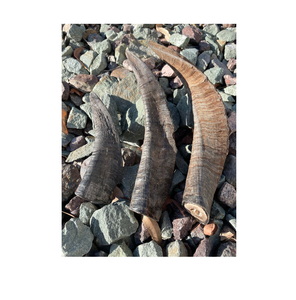 Cuerno de oveja y artículos decorativos y cuerno de carnero natural Cuerno de oveja natural Estilo Shofar Pieza de embalaje - Product Image 2