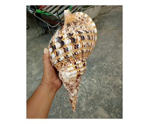 Proveedores de conchas de Tritón de Vietnam Ocean Big Triton Shell para manualidades, Trompeta de amonita pulida Seashell Bulk Clean Ready for Export - Product Image 1
