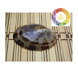 Coquilles polies en vrac: Fourniture polyvalente pour les projets de bricolage, les aquariums et la revente. - Product Image 2